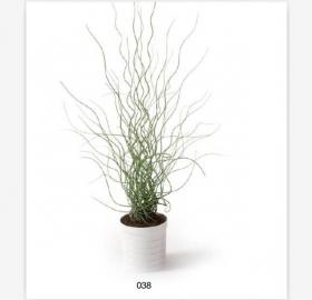 盆栽植物3Dmax模型 (38)