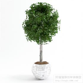 办公酒店植物3Dmax模型 (10)