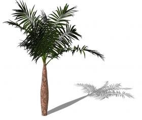 3D热带树 (25)