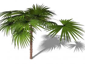 3D热带树 (18)