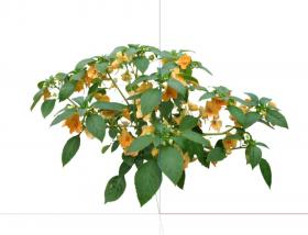 花卉灌木 (3)