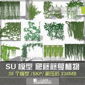 T212藤本绿植植物SU模型爬藤藤蔓攀爬植物垂吊绿墙sketchup组...