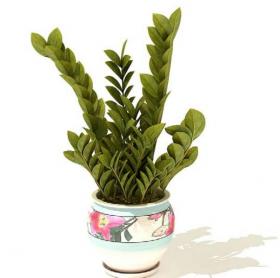 室内盆栽植物3Dmax模型 (38)