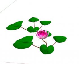 睡莲荷花 (9)