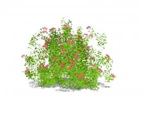 使君子 植物 (14)