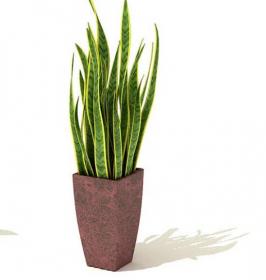 室内盆栽植物3Dmax模型 (64)