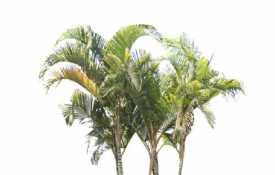 棕榈科植物 (16)