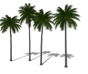 3D热带树 (28)