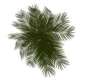 棕榈科植物 (10)
