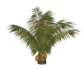 棕榈科植物 (9)