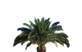 棕榈科植物 (12)