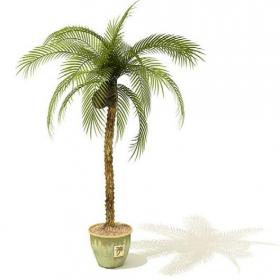 室内盆栽植物3Dmax模型 (15)