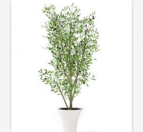 盆栽植物3Dmax模型第二季 (52)