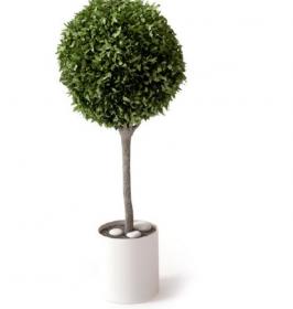 盆栽植物3Dmax模型 (17)