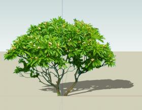 SU常用植物模型 (19)